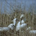 Loopend Vuurtje Wandelreizen Nederland - Wandelvakantie; Wandelen op Texel